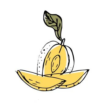Hand drawn Mango fruit in sketch art illustration イラスト素材