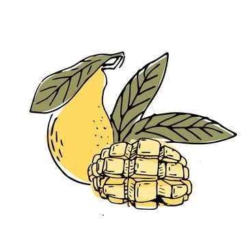 Hand drawn Mango fruit in sketch art illustration イラスト素材