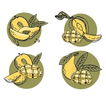 Hand drawn Mango fruit in sketch art illustration イラスト素材