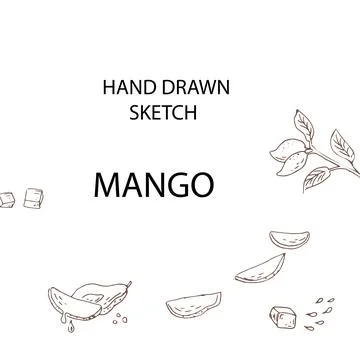 Hand drawn Mango fruit in sketch banner outline イラスト素材