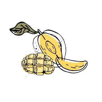 Hand drawn Mango fruit in sketch art illustration イラスト素材