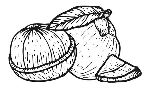 Hand drawn mangosteen fruit slice, half vector illustration isolated Stock Illustration