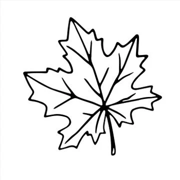 Hand drawn maple leaf outline isolated on white background. Vector symbol of  Stock Illustration