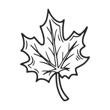 Hand drawn maple leaf representing autumn and nature Stock Illustration