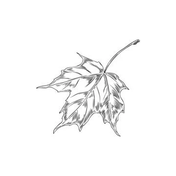 Hand drawn maple leaf vector illustration on white background. 스톡 일러스트