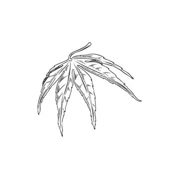 Hand drawn maple tree leaf, monochrome sketch vector illustration isolated on Stock Illustration
