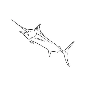Hand Drawn Marlin fish jump marlin, vector sketch on a white background Stock Illustration
