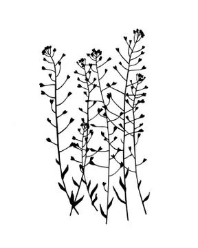 Hand drawn meadow grass Stock Illustration