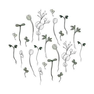 Hand drawn microgreens vector illustration. Contour sprouts of watercress Stock Illustration