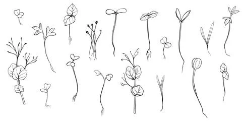 Hand drawn microgreens vector illustration. Contour sprouts of watercress Stock Illustration