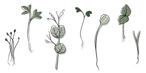 Hand drawn microgreens vector illustration. Contour sprouts of watercress Illustrazione stock