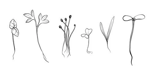 Hand drawn microgreens vector illustration. Contour sprouts of watercress Stock Illustration