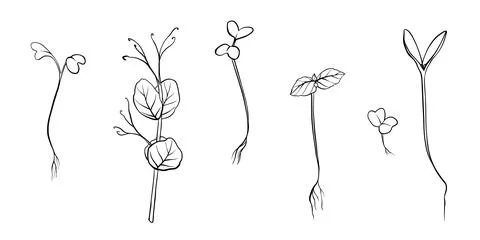 Hand drawn microgreens vector illustration. Contour sprouts of watercress Stock Illustration