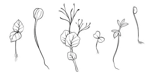 Hand drawn microgreens vector illustration. Contour sprouts of watercress Stock Illustration