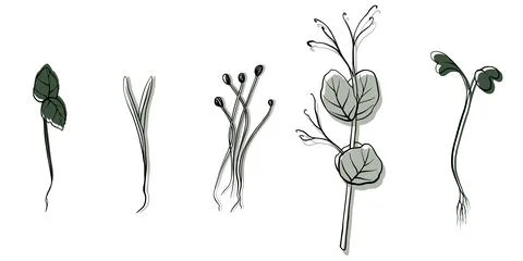 Hand drawn microgreens vector illustration. Contour sprouts of watercress Stock Illustration