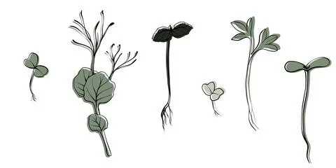 Hand drawn microgreens vector illustration. Contour sprouts of watercress Illustrazione stock