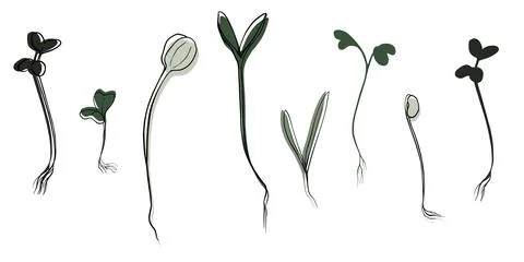 Hand drawn microgreens vector illustration. Contour sprouts of watercress Stock Illustration
