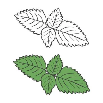 Hand drawn mint leaf isolated on white. Stock Illustration