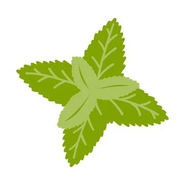 Hand drawn mint leaf. Vector illustration of fresh spices, natural product Stock Illustration