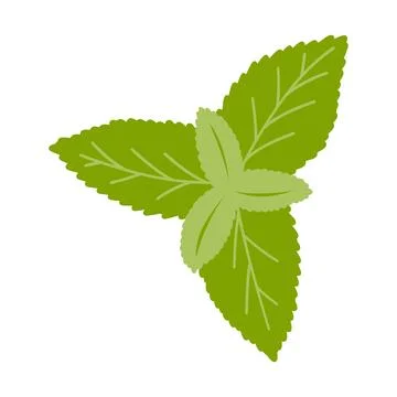 Hand drawn mint leaf. Vector illustration of fresh spices, natural product, i Stock Illustration