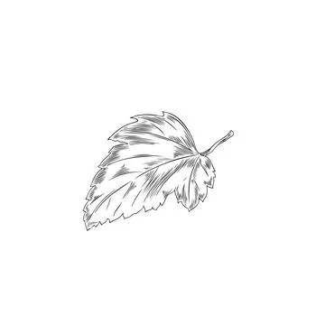 Hand drawn monochrome blackcurrant leaf sketch style, vector illustration Stock Illustration