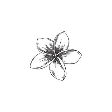 Easy Flower Sketch  Simple Flower Sketch Png PNG Image  Transparent PNG  Free Download on SeekPNG
