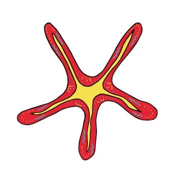 Hand-drawn multi-colored vector starfish Stock Illustration