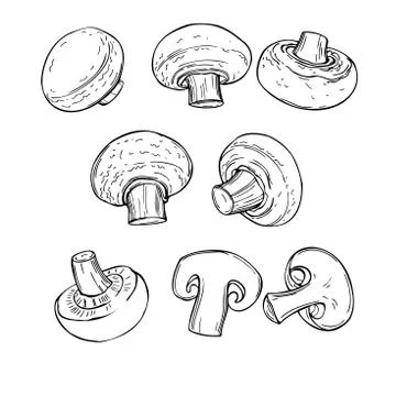 Hand drawn mushrooms. Vector illustration. Stock Illustration