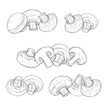 Hand drawn mushrooms. Vector illustration. Stock Illustration