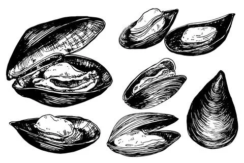 Hand drawn mussels Stock Illustration