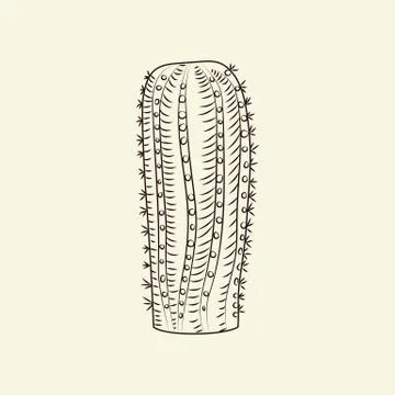 Hand drawn notocactus isolated on light background. Wild cacti sketch. Cactus Stock Illustration