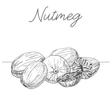 Hand drawn nutmeg isolated on white background. Vector illustration Illustrazione stock