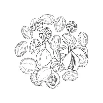 Hand drawn nutmeg. Vector  illustration. Stock Illustration