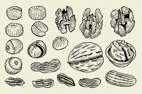 Hand drawn nuts. Illustrazione stock
