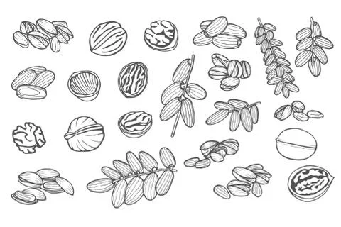Hand drawn nuts Stock Illustration