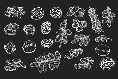 Hand drawn nuts Stock Illustration