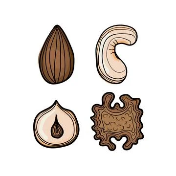 Hand drawn nuts on a white background. Stock Illustration