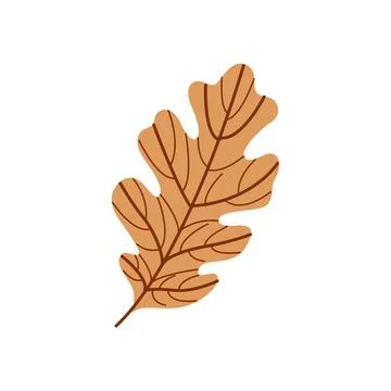 Hand Drawn Oak Leaf Illustration in Brown Autumn Colors for Seasonal and Nature Stock Illustration