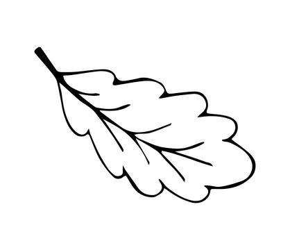 Hand Drawn Oak Leaf Line Art Doodle Illustration for Autumn Nature and Bota.. Stock Illustration