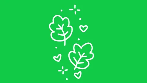 Hand Drawn Oak Leaves and Sparkles Outline Animation on Green Screen Overlay Видео 336579025