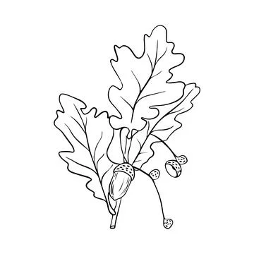 Hand drawn oak leaves composition, vector illustration on white background Stock Illustration