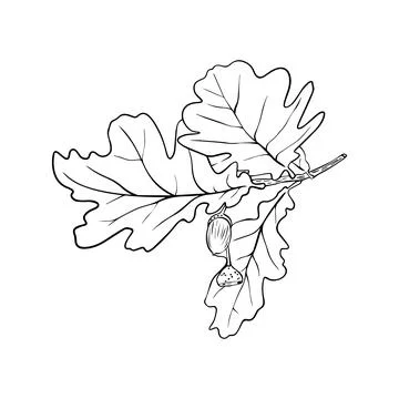 Hand drawn oak leaves composition, vector illustration on white background Stock Illustration