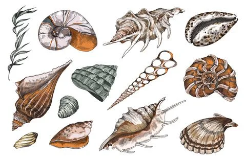 Hand drawn ocean shells collection, color engraving vector illustration isolated Illustrazione stock