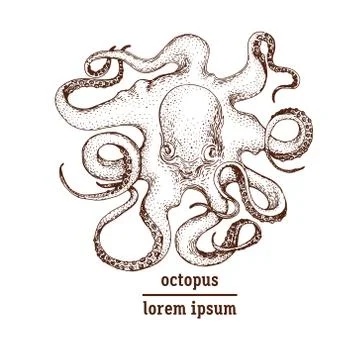 Hand drawn octopus illustration Stock Illustration