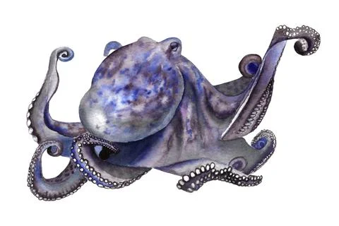 Hand drawn octopus on the white background. Sea and ocean creature watercolor Stock Illustration