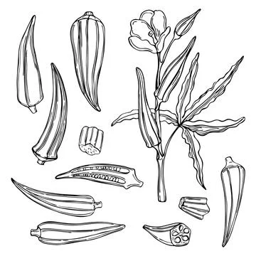 Hand drawn okra. Stock Illustration