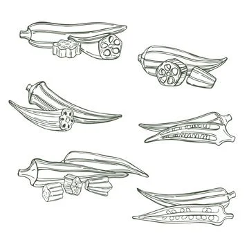 Hand drawn okra. Stock Illustration