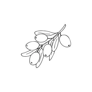 Hand-drawn olive branch Stock Illustration