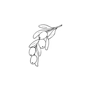 Hand-drawn olive branch Stock Illustration