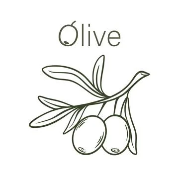 Hand drawn olive branch isolated on white background Stock Illustration
